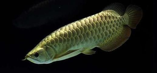 金龍魚適宜的溶氧濃度：金龍魚適宜的水質(zhì)管理策略 金龍魚適宜的溶氧濃度：金龍魚適宜的水質(zhì)管理策略 金龍魚百科 第1張
