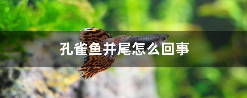 什么紅龍魚最貴的品種 哪種紅龍魚最好 全國水族館企業(yè)名錄 第2張 什么紅龍魚最貴的品種 哪種紅龍魚最好 什么紅龍魚最貴的品種 哪種紅龍魚最好 全國水族館企業(yè)名錄 第2張
