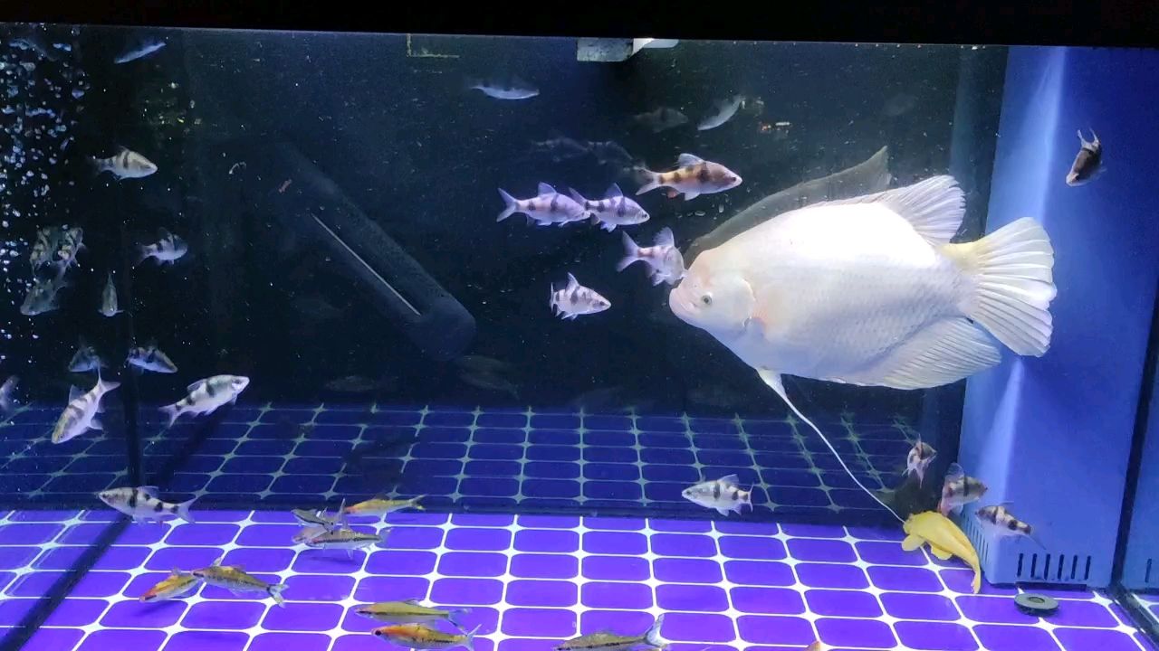 更換配置。 更換配置。 龍魚論壇