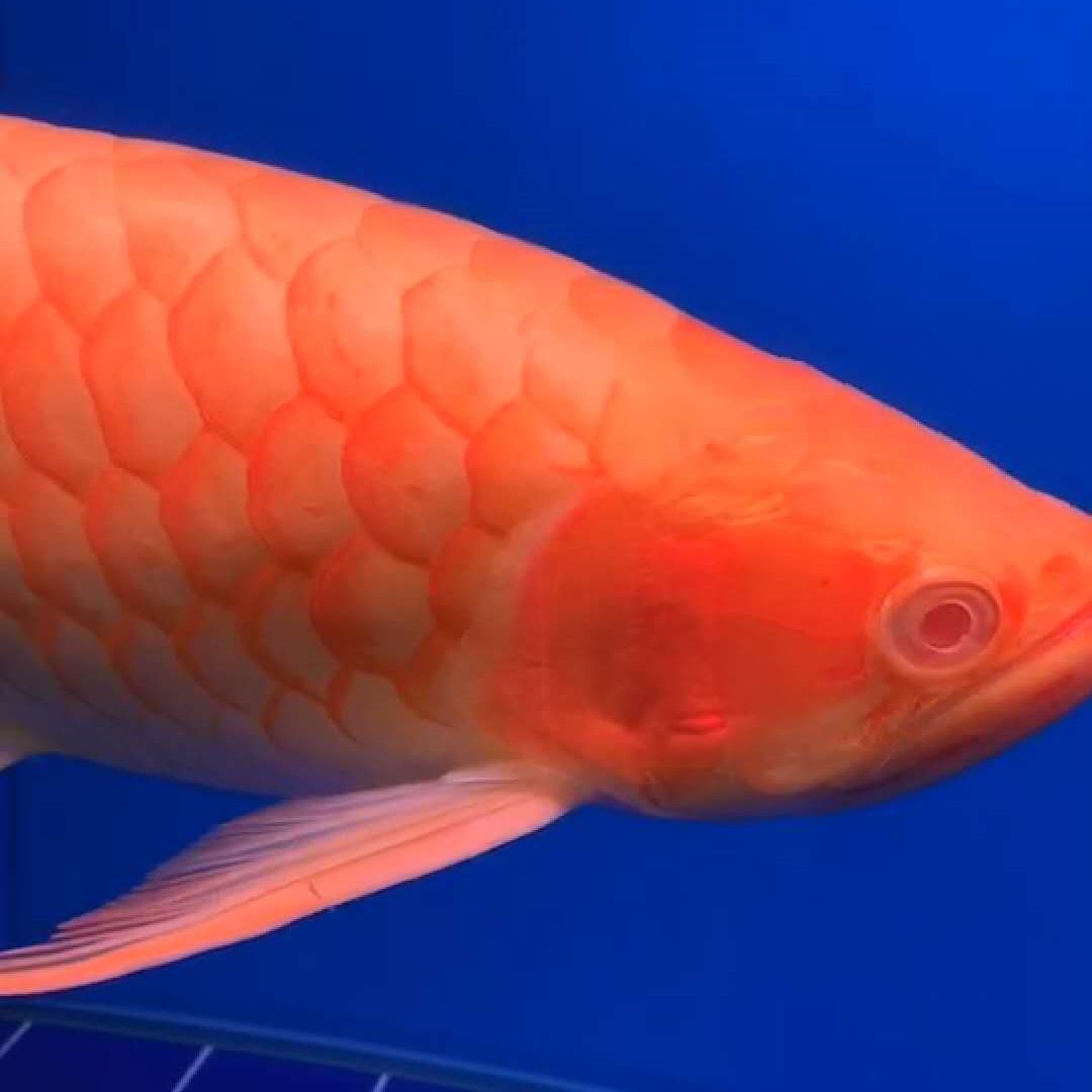 武漢水族館孟吉爾～萬(wàn)吉supre滿腮滿片