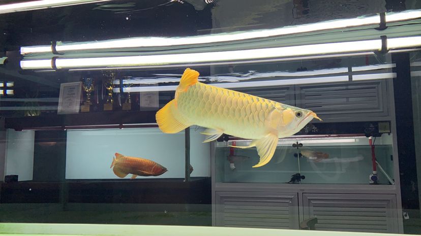 武漢水族館孟吉爾～萬(wàn)吉supre滿腮滿片