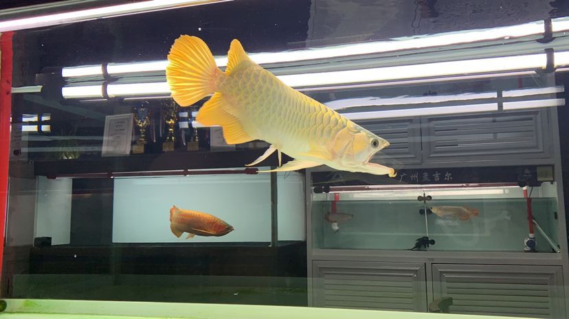 武漢水族館孟吉爾～萬(wàn)吉supre滿腮滿片