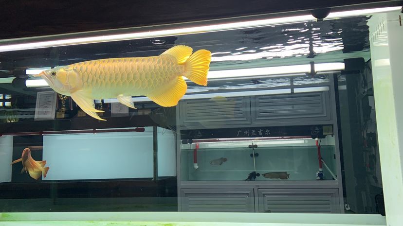 武漢水族館孟吉爾～萬吉supre滿腮滿片 武漢水族館孟吉爾～萬吉supre滿腮滿片 廣州孟吉爾 第4張