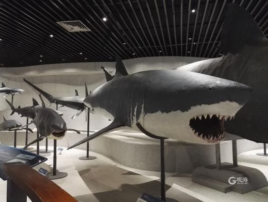 中國水族館發展現狀（中國水族館未來發展建議：加強人才培養、提高服務質量） 中國水族館發展現狀（中國水族館未來發展建議：加強人才培養、提高服務質量） 水族館百科（水族館加盟） 第5張