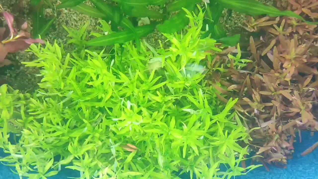 入手新水草