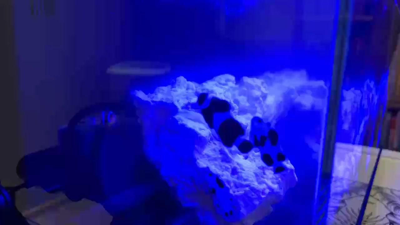 新手養(yǎng)魚(yú)第N天，小丑魚(yú)會(huì)啄石頭 會(huì)找食了