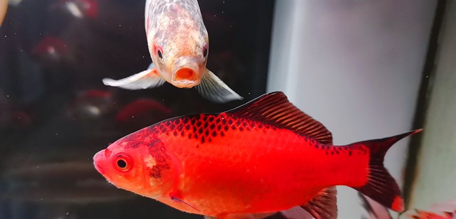 新入小魚