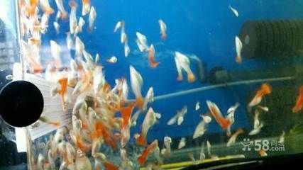 觀賞魚好賣嗎知乎（觀賞魚產業的價值鏈分析）