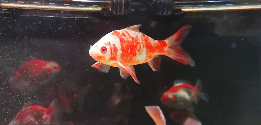 新入小魚