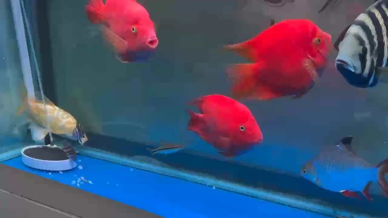 3只蝦剪了47段喂小腦斧
