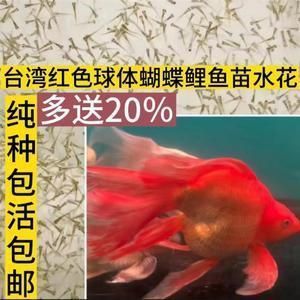 普寧蝴蝶鯉魚苗批發市場在哪里（普寧市的蝴蝶鯉魚苗批發主要分布在以下區域及渠道）
