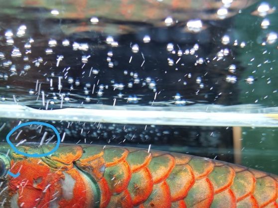 魚缸的燈光需要一直開的嗎（魚缸的燈是不是需要一直開）