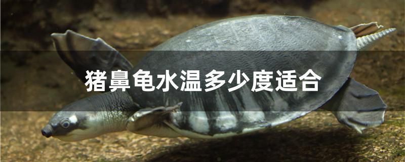豬鼻龜溫度多少合適養：豬鼻龜怎么養，豬鼻龜飼養環境布置