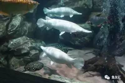 玉石金龍魚擺件寓意和象征風水圖片：玉石金龍魚擺件，祥瑞之象，風水妙韻