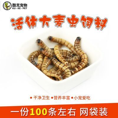 龍魚吃什么蟲子最好