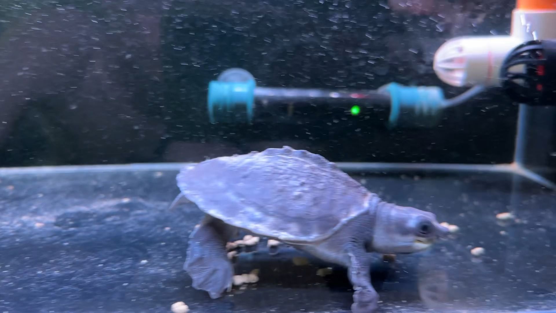 豬鼻龜用不用打氧：如何判斷豬鼻龜需要要氧泵嗎