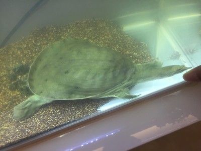 豬鼻龜用不用打氧：如何判斷豬鼻龜需要要氧泵嗎