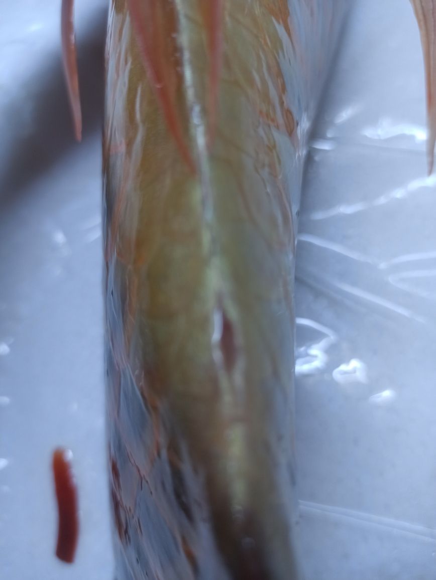 有魚友知道這是公還是母嗎