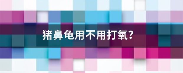 豬鼻龜用不用打氧：如何判斷豬鼻龜需要要氧泵嗎