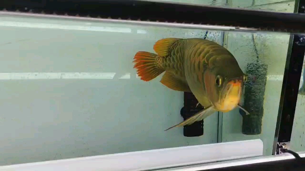 四年七個月