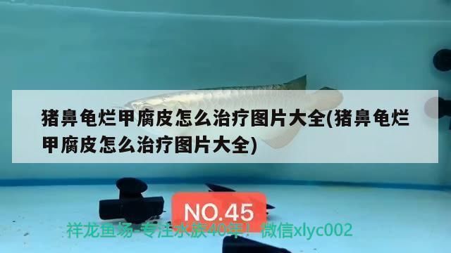 豬鼻龜渾身都爛了怎么辦圖片：豬鼻龜爛了怎么辦 豬鼻龜渾身都爛了怎么辦圖片：豬鼻龜爛了怎么辦 豬鼻龜百科 第8張