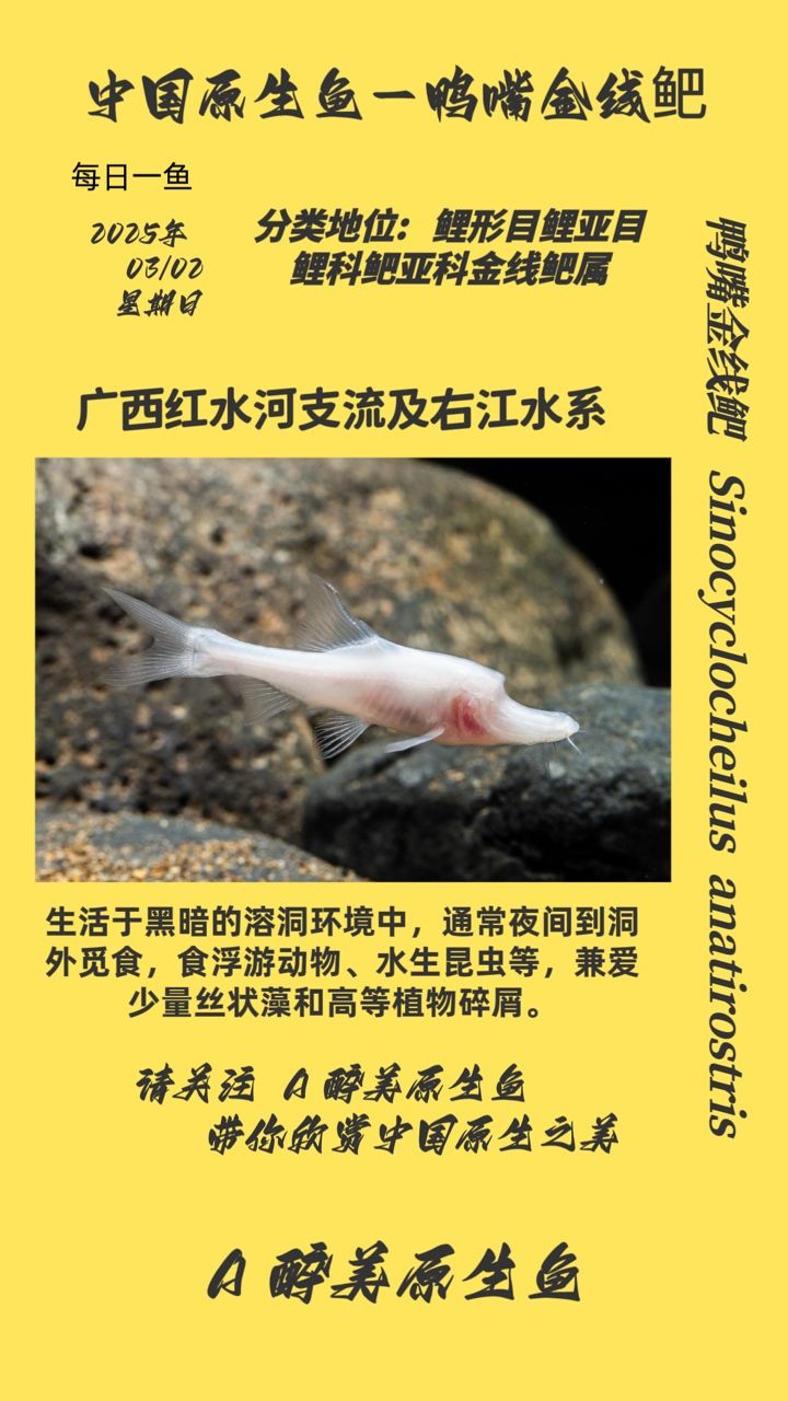鴨嘴金線鲃