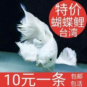 普身蝴蝶鯉魚苗批發（關于普身蝴蝶鯉魚苗的批發信息是綜合多個供應商的整理） 普身蝴蝶鯉魚苗批發（關于普身蝴蝶鯉魚苗的批發信息是綜合多個供應商的整理） 蝴蝶鯉百科 第1張
