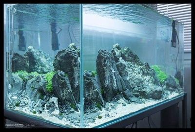60cm魚缸造景：60cm魚缸造景基礎教程