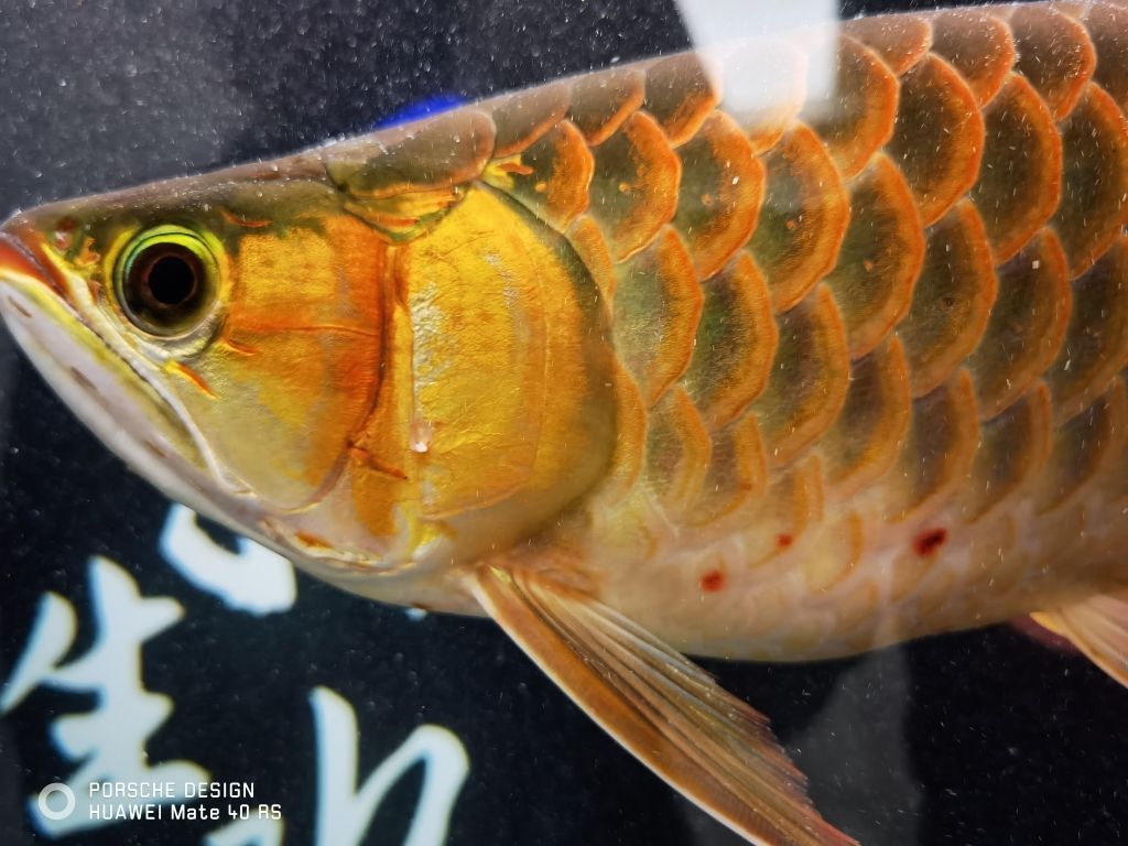龍魚圖騰圖片大全大圖（龍魚圖片大全大圖霸氣）
