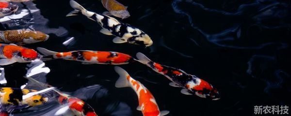 不用充氧的觀賞魚（不用充氧的觀賞魚及其特點：不用充氧的觀賞魚及其特點） 不用充氧的觀賞魚（不用充氧的觀賞魚及其特點：不用充氧的觀賞魚及其特點） 錦鯉魚百科 第1張