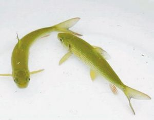 不用充氧的觀賞魚（不用充氧的觀賞魚及其特點：不用充氧的觀賞魚及其特點） 不用充氧的觀賞魚（不用充氧的觀賞魚及其特點：不用充氧的觀賞魚及其特點） 錦鯉魚百科 第4張