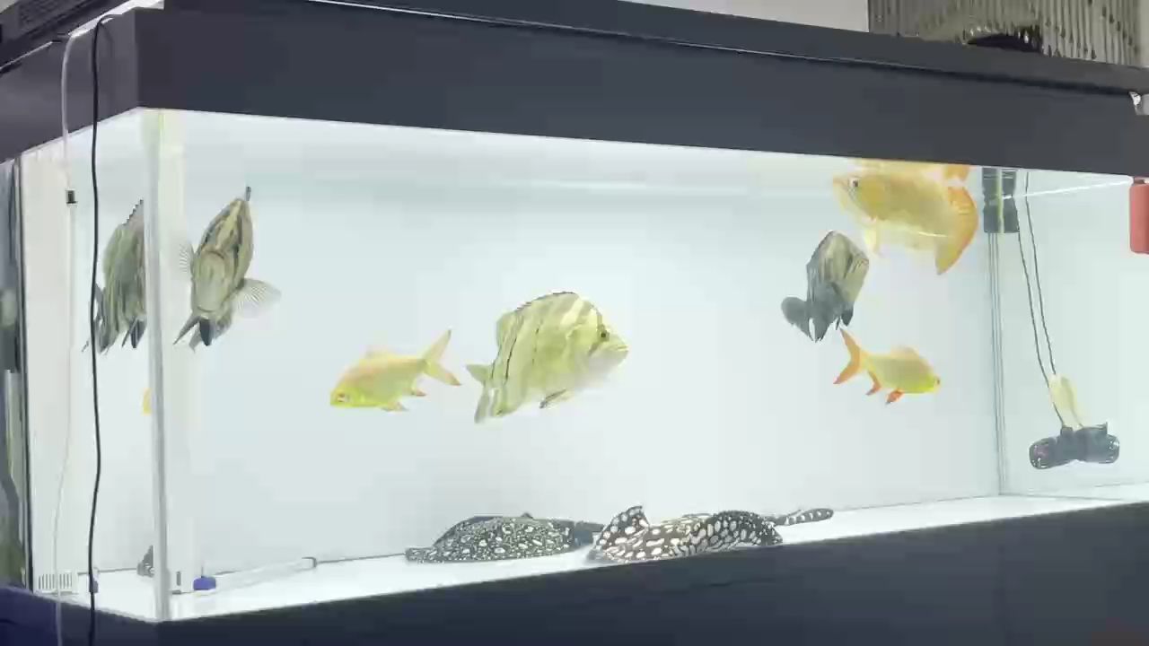 兩年多了就是不紅呢，非得上側(cè)燈嘛……