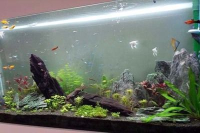 辦公室養魚的好處（辦公室養魚有什么好處？）