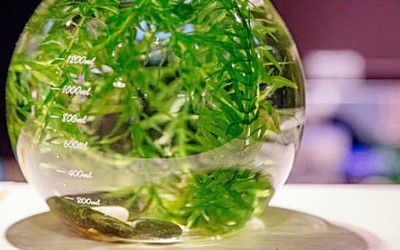 辦公室養魚的好處（辦公室養魚有什么好處？）
