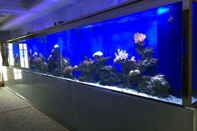 辦公室養(yǎng)魚的好處（辦公室養(yǎng)魚有什么好處？）