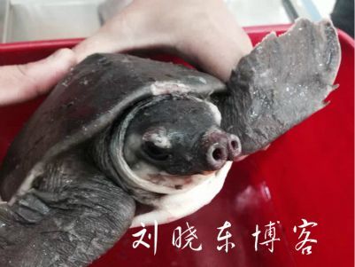 豬鼻龜爛甲腐皮用什么藥：豬鼻龜爛甲腐皮怎么辦
