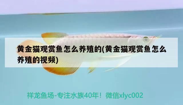 黃金貓觀賞魚怎么養殖的(黃金貓觀賞魚怎么養殖的視頻)