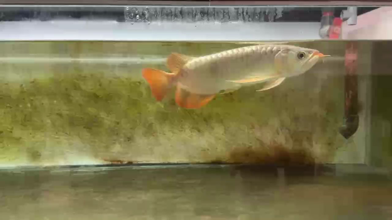一個月了，鱗粉終于長出了一些
