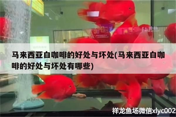 馬來西亞白咖啡的好處與壞處(馬來西亞白咖啡的好處與壞處有哪些)