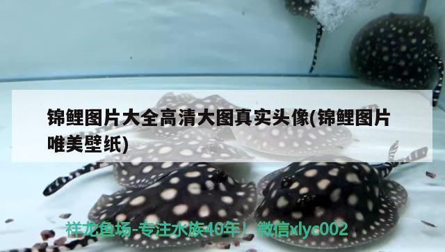 十大最漂亮的錦鯉圖（十大最漂亮且最具代表性的錦鯉品種）