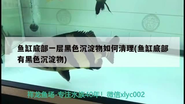 星點金龍魚氨氮控制技術：星點金龍魚氨氮控制 星點金龍魚氨氮控制技術：星點金龍魚氨氮控制 金龍魚百科 第3張