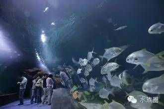 水族館在哪里看：中國(guó)最大的水族館之一大連圣亞海洋世界水族館開放時(shí)間查詢