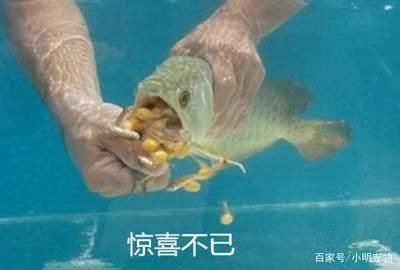 金龍魚換水操作指南：金龍魚換水操作指南（金龍魚換水操作指南）