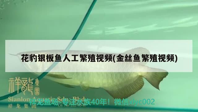 花豹銀板魚人工繁殖視頻(金絲魚繁殖視頻)
