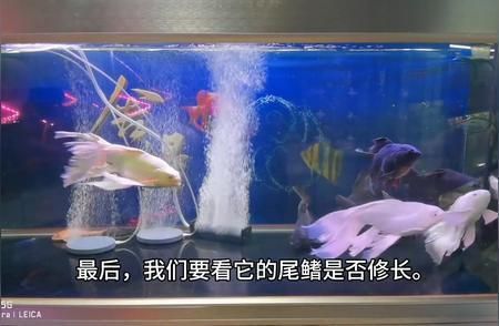 蝴蝶鯉怎么養(yǎng)長(zhǎng)得快（如何讓蝴蝶鯉快速生長(zhǎng)） 蝴蝶鯉怎么養(yǎng)長(zhǎng)得快（如何讓蝴蝶鯉快速生長(zhǎng)） 蝴蝶鯉百科 第2張