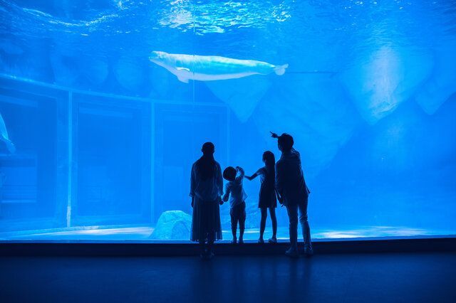 水族館是什么地方的城市（坎布里亞郡水族館的教育項(xiàng)目，全球著名水族館的游客評(píng)價(jià)）
