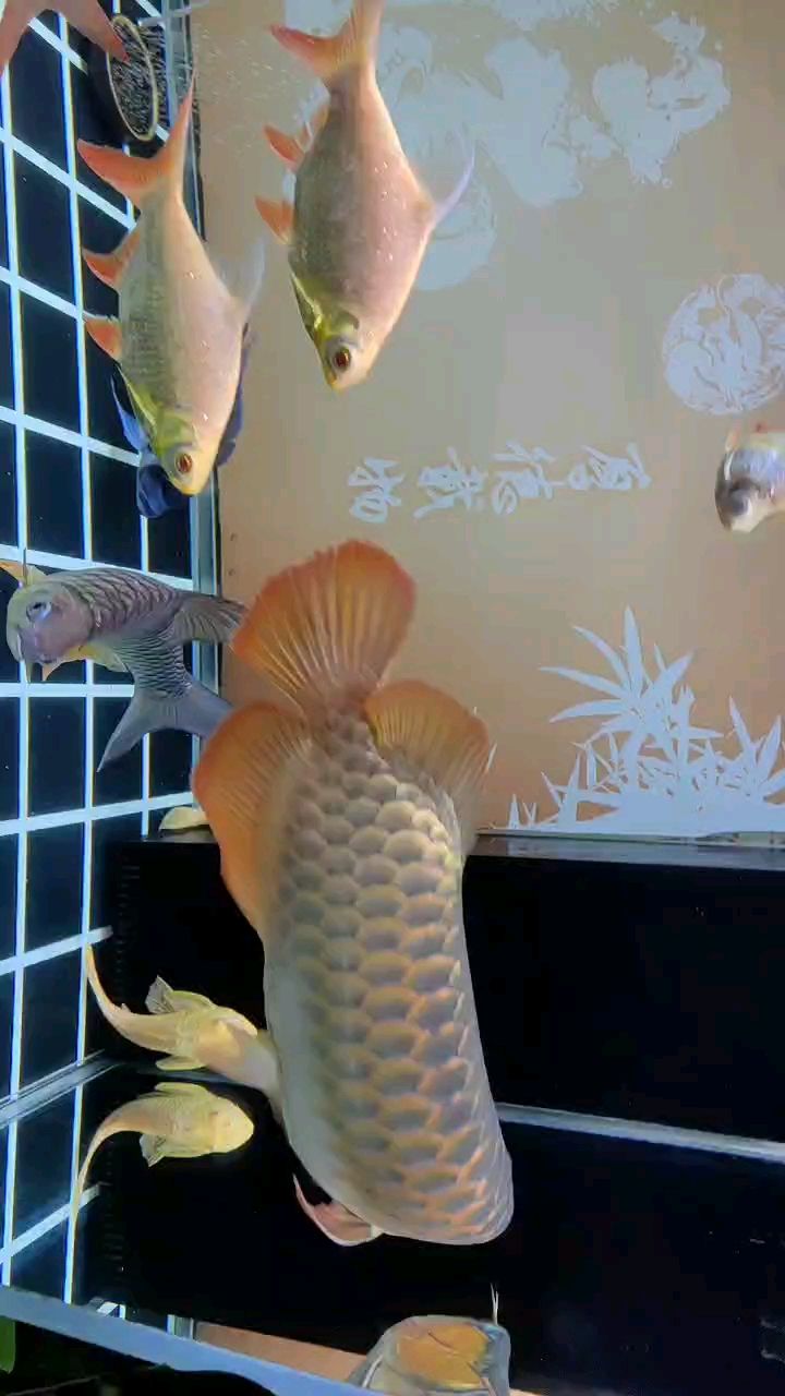 二月2??，龍抬頭！ 二月2??，龍抬頭！ 龍魚論壇