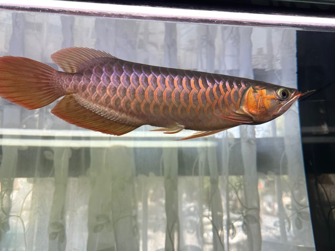 二月二春回大地，龍?zhí)ь^ 二月二春回大地，龍?zhí)ь^ 龍魚論壇 第4張
