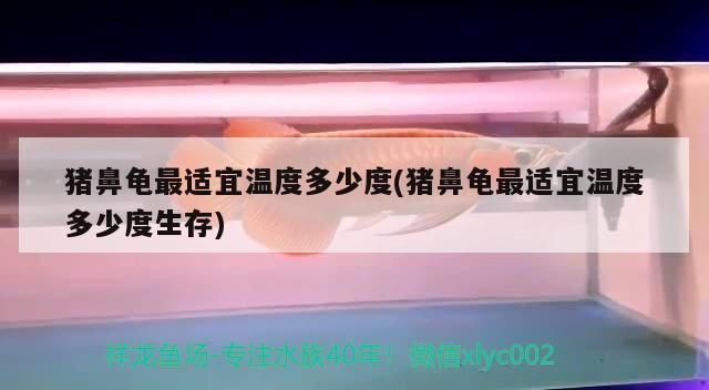豬鼻龜最適宜溫度多少度(豬鼻龜最適宜溫度多少度生存) 豬鼻龜最適宜溫度多少度(豬鼻龜最適宜溫度多少度生存) 豬鼻龜百科