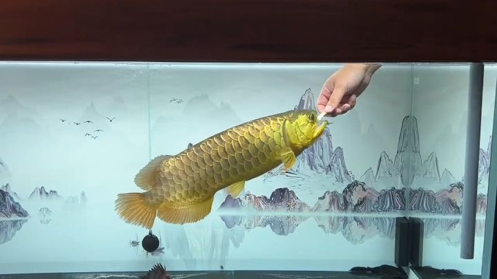不一樣喂魚